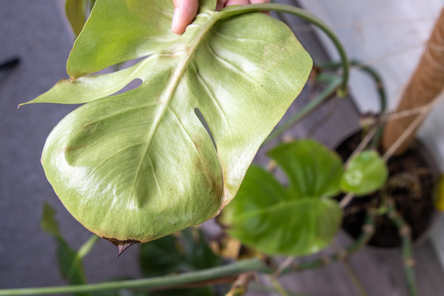 Monstera Hilfe bei braunen Flecken an Blättern und Spitzen Hortica.de