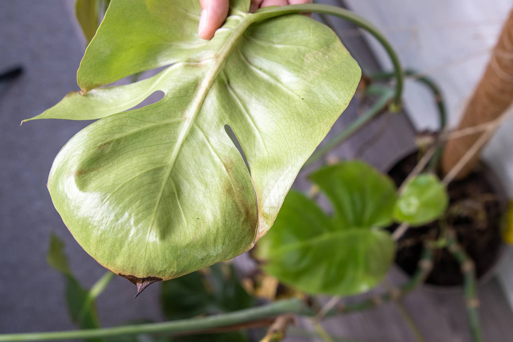 Monstera Notfall Braune Flecken Rettung Fur Ihre Geliebte Pflanzefeed