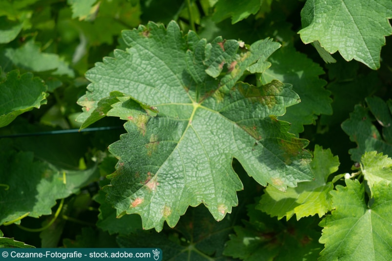 Falscher Mehltau an der Weinrebe