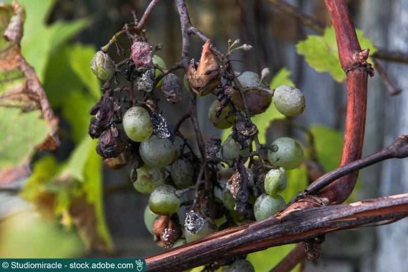 Weinrebe mit Grauschimmel befallen