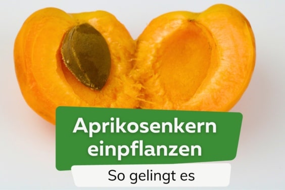 Aprikosenkern einpflanzen