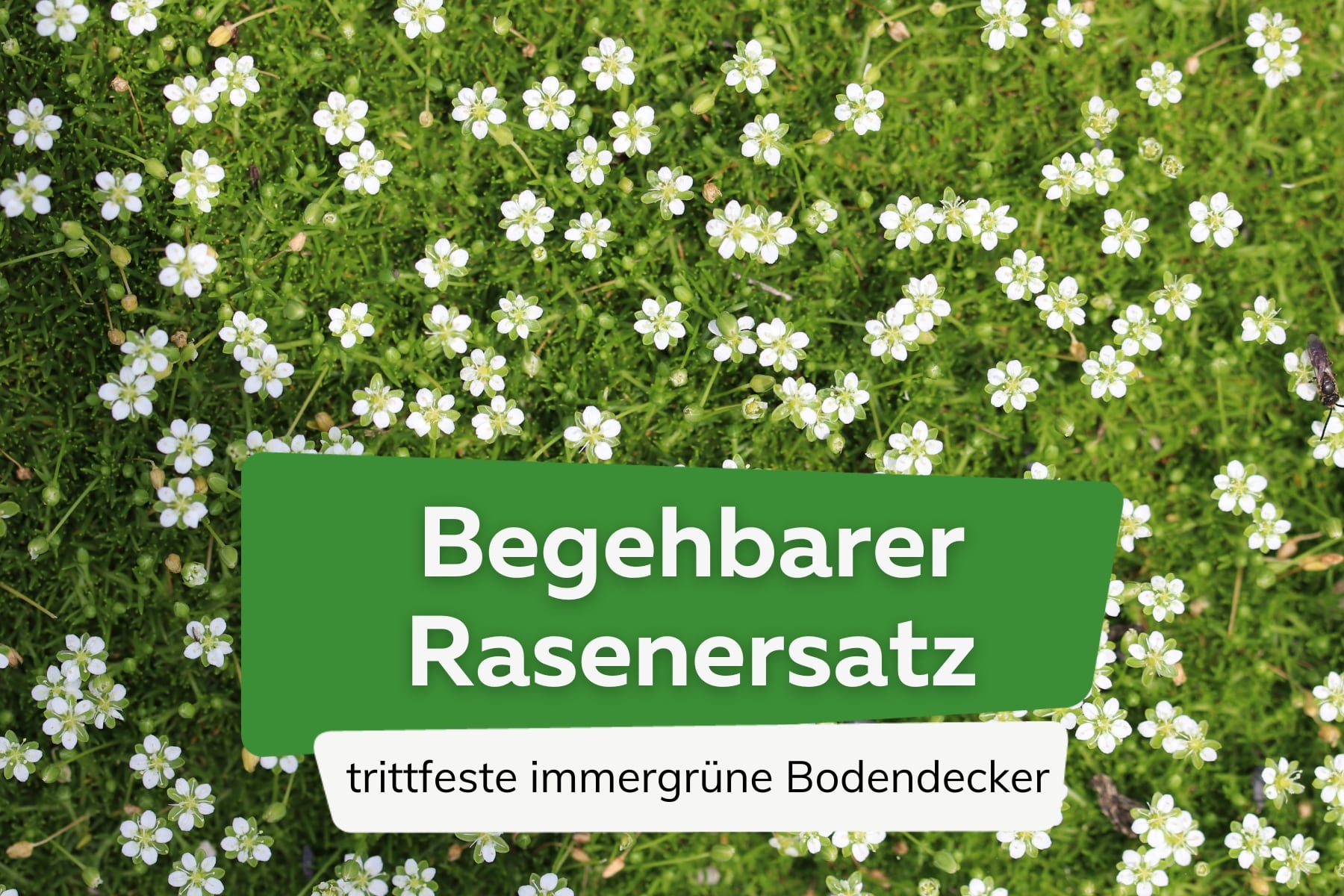 Begehbarer Rasenersatz