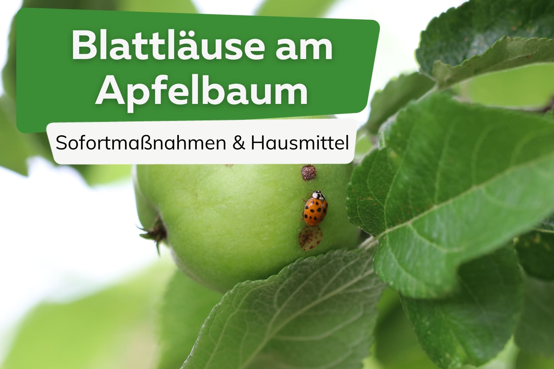 Blattläuse am Apfelbaum