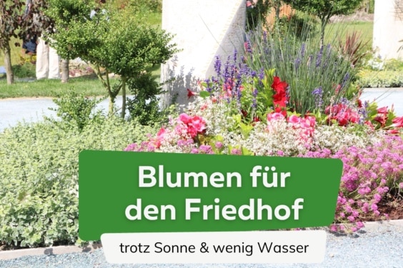 Blumen für den Friedhof: viel Sonne & wenig Sonne