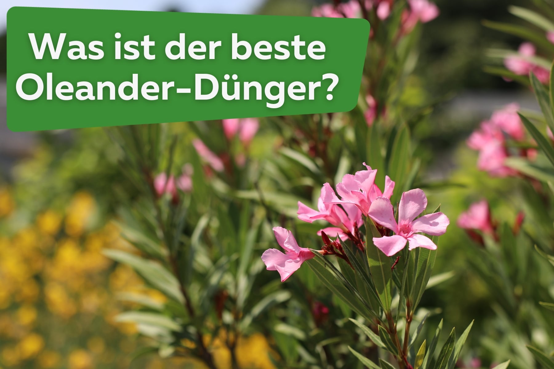 Der beste Dünger für Oleander