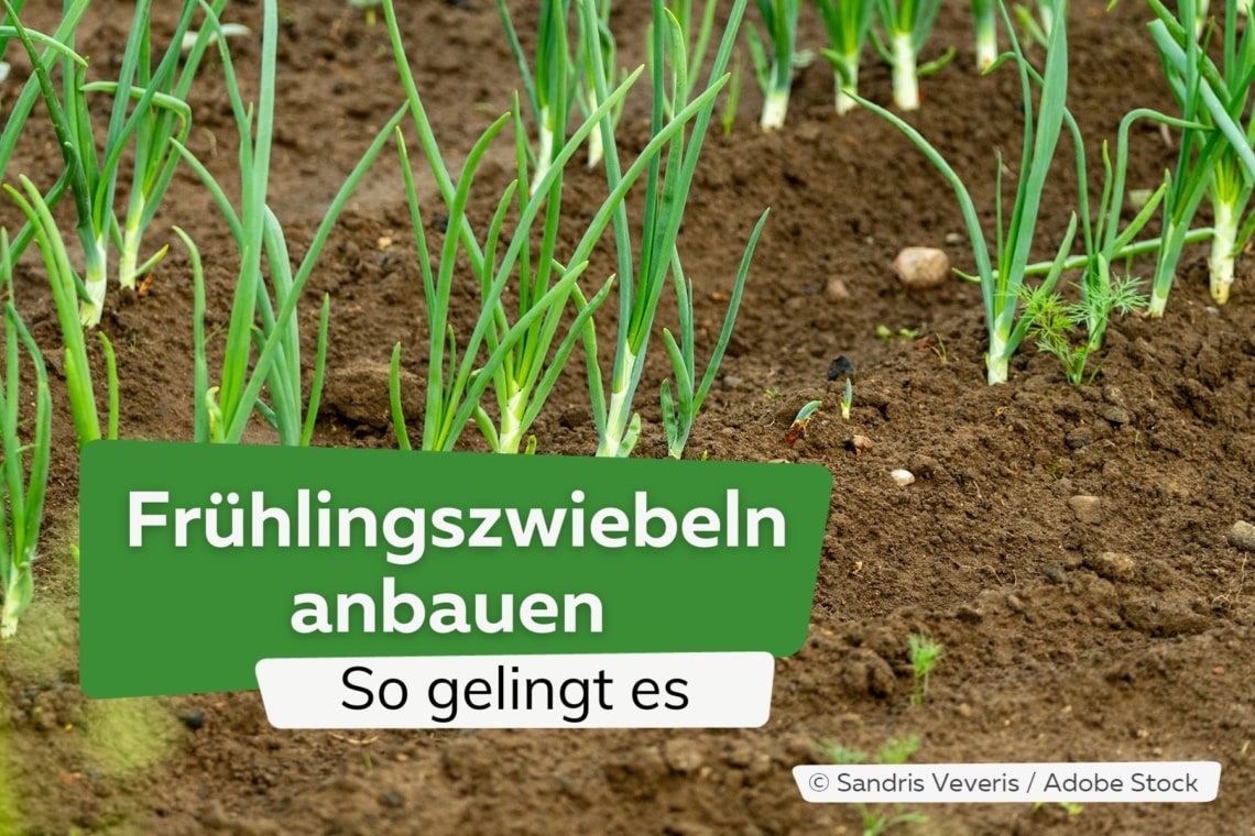 Steckzwiebel Stuttgarter Riesen - wann sollte man Zwiebeln stecken?