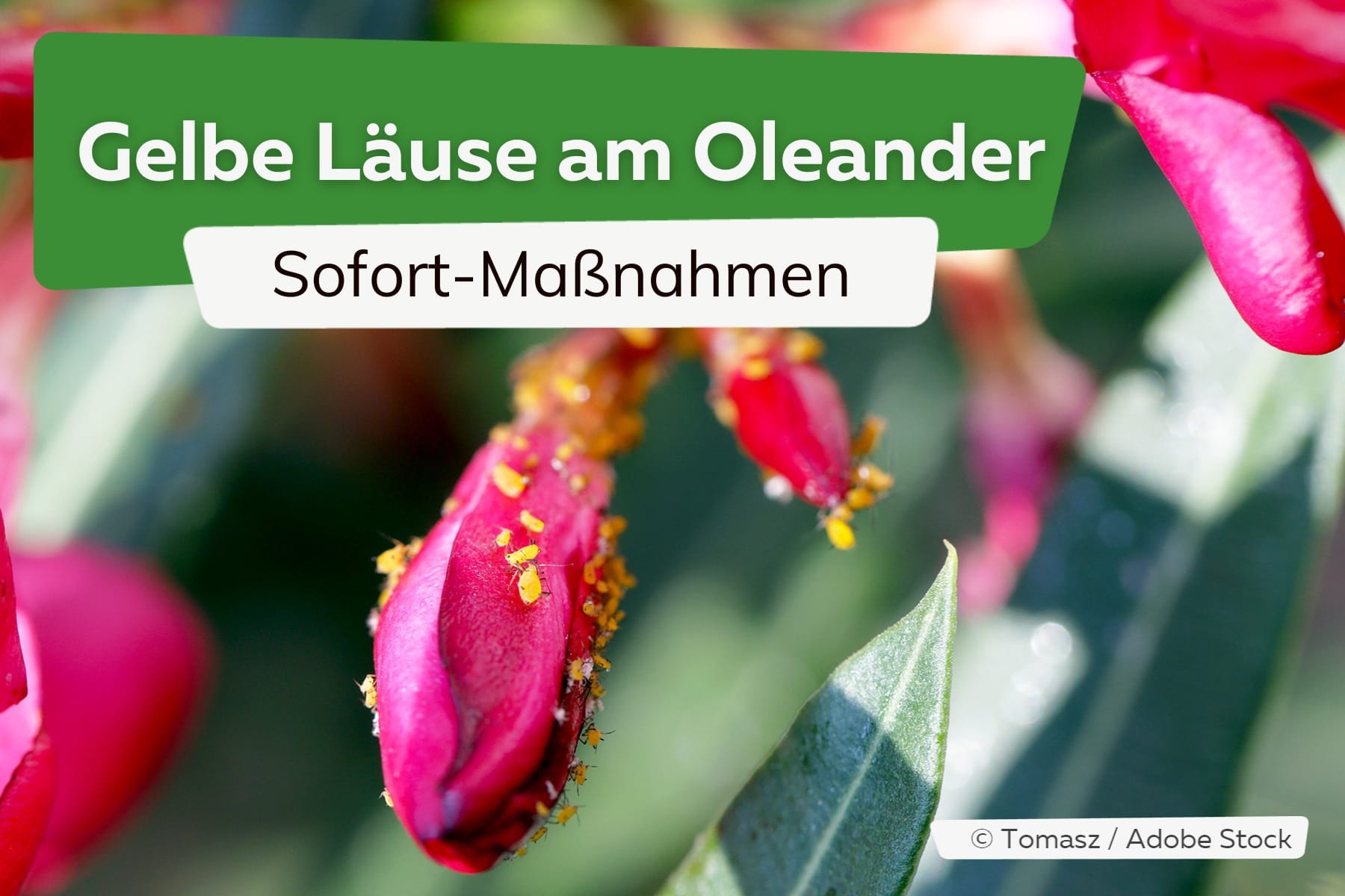 Gelbe Läuse am Oleander: wichtige Sofort-Maßnahmen