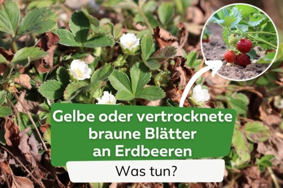 gelbe, vertrocknete, braune Blätter an Erdbeeren