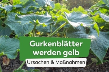 Gurkenblätter werden gelb