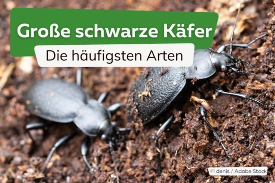 Die häufigsten großen schwarzen Käfer richtig bestimmen