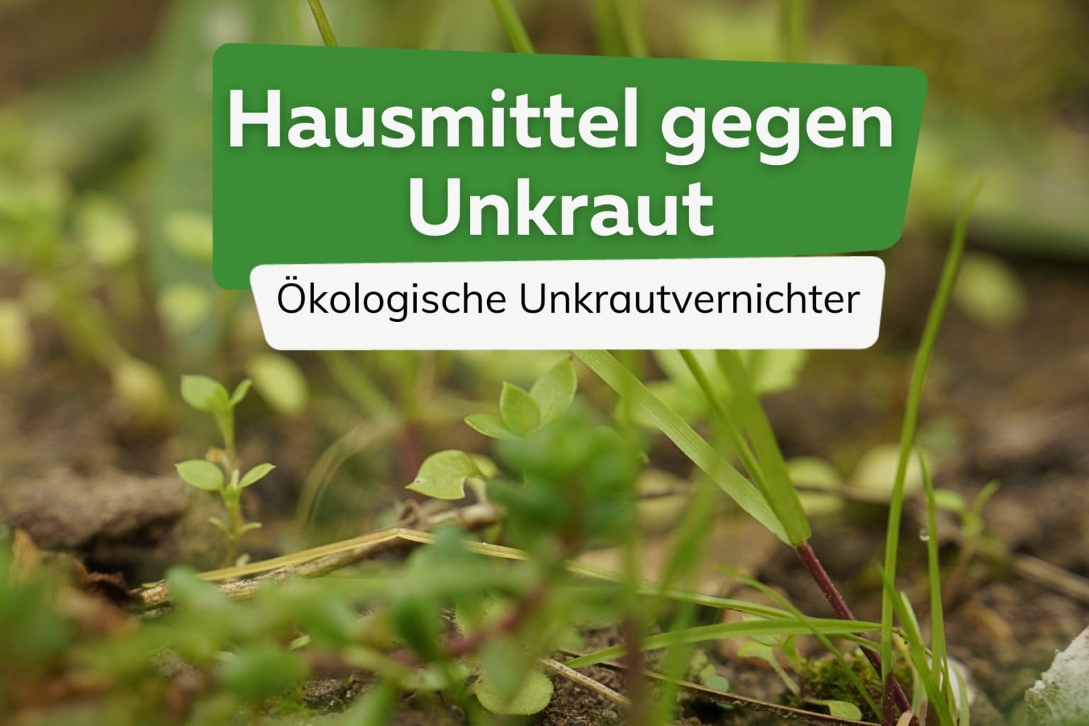 Wie giftig ist Hahnenfuß für Menschen und Tiere? Ranunculus sceleratus