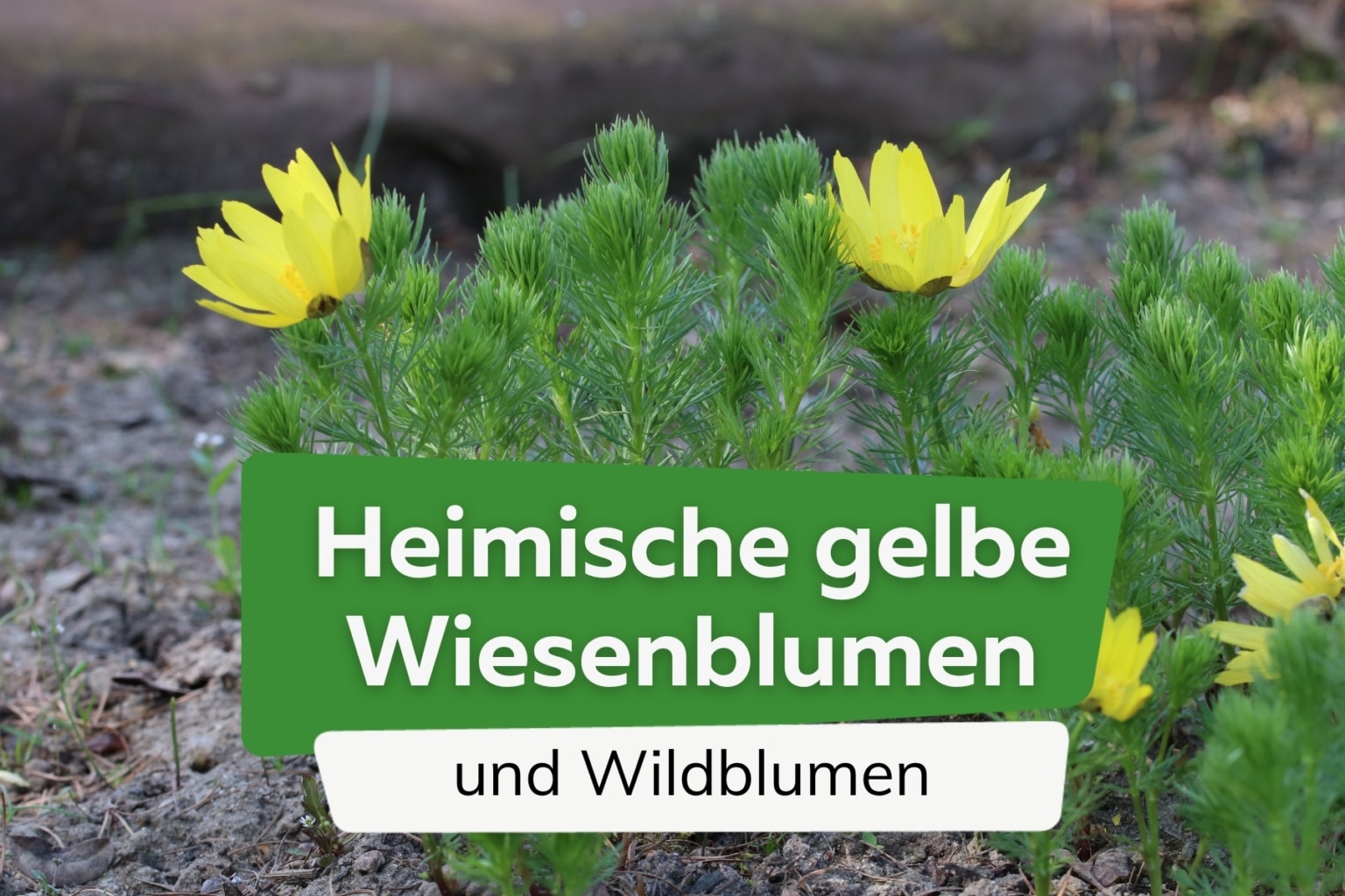 Schmetterlingsblütler, Faboideae Steckbrief, Merkmale und Arten