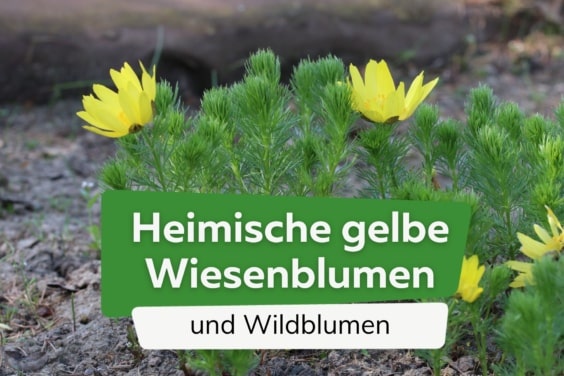 Heimische gelbe Wiesenblumen und Wildblumen