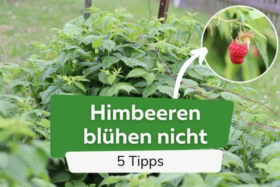 Himbeeren blühen nicht - Tipps