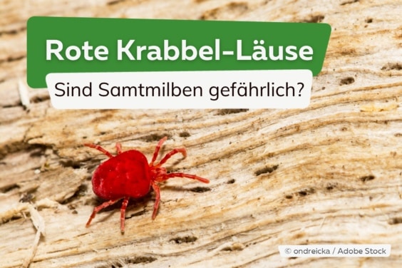 Kleine rote Läuse, die krabbeln: sind Samtmilben gefährlich?