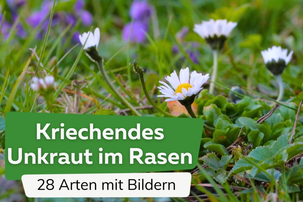 Elegantes Rasen Dngen Juni Bilder