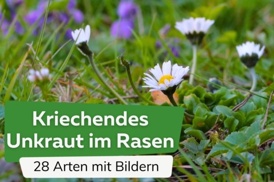 Kriechendes Unkraut im Rasen