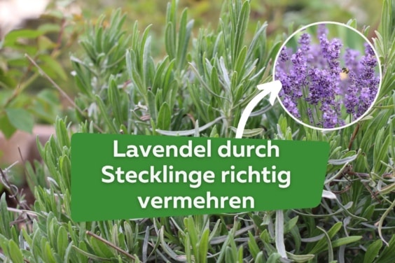 Lavendel durch Stecklinge vermehren