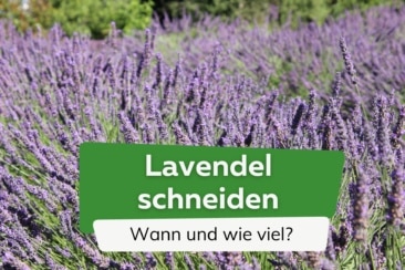 Lavendel schneiden: wann und wieviel?