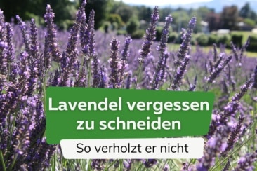 Lavendel vergessen zu schneiden