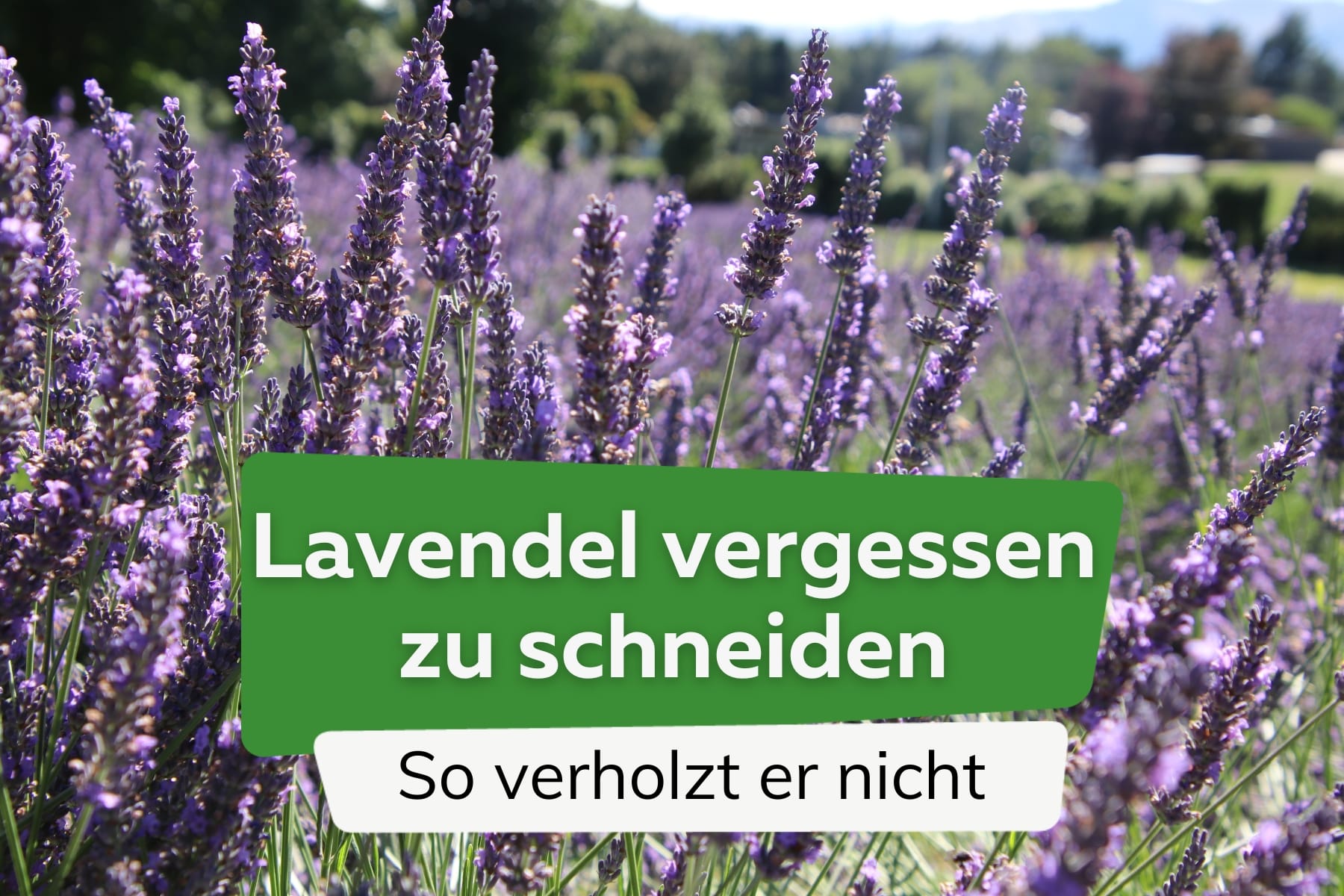 Lavendel vergessen zu schneiden