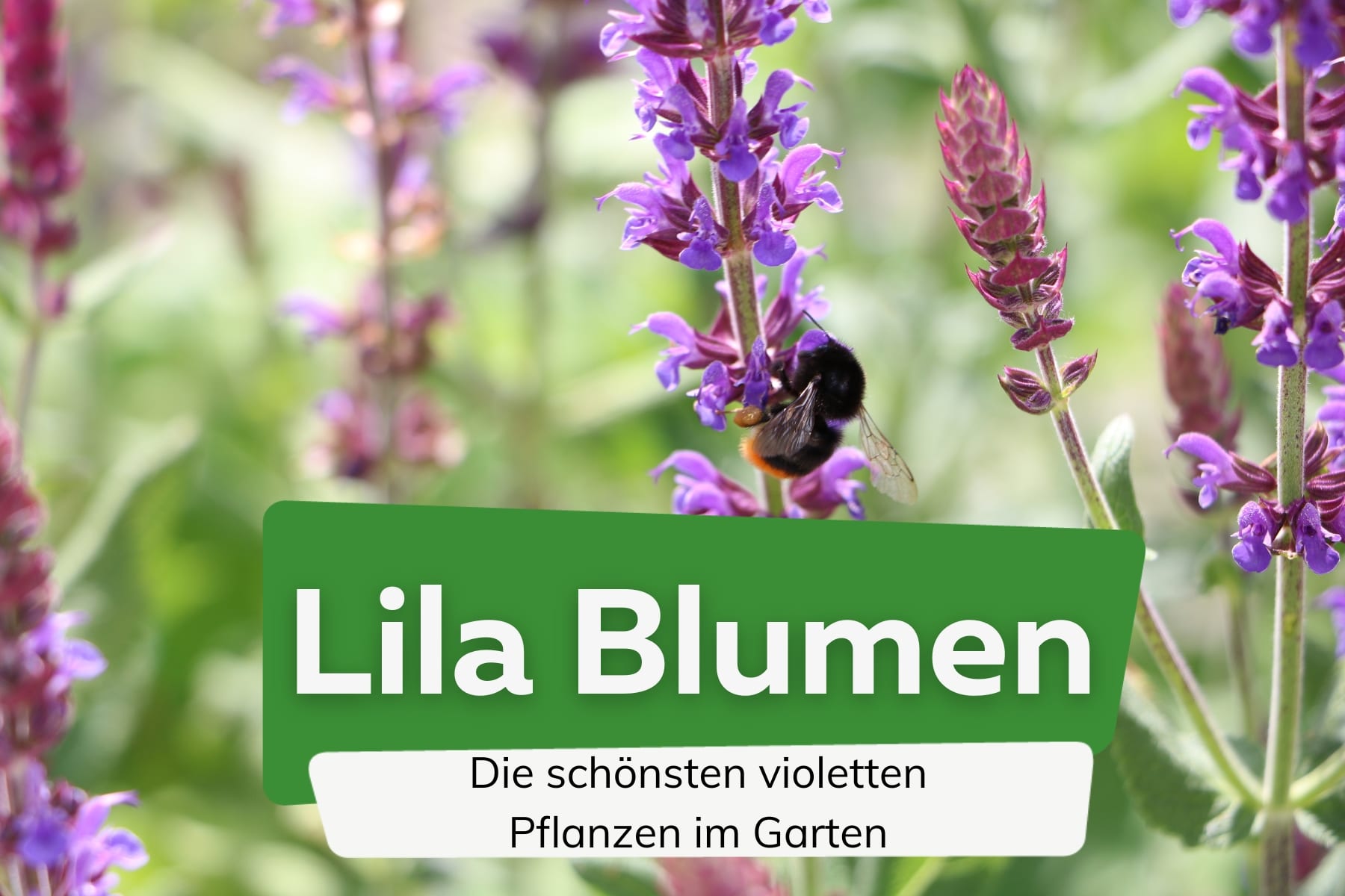 Lila und violette Blumen