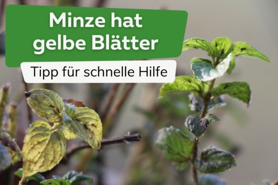 Minze hat gelbe Blätter: schnelle Hilfe