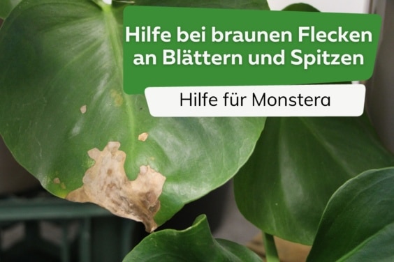 Monstera hat braune Flecken