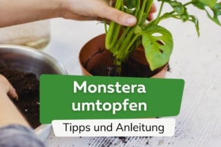 Monstera umtopfen: Infos zu Luftwurzeln, Zeitpunkt & Rankhilfe