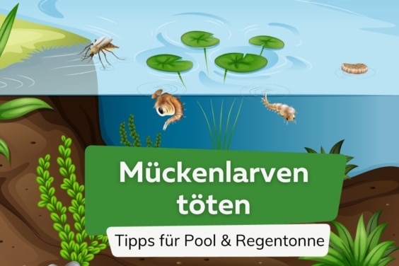 Mückenlarven töten: Tipps für Regentonne und Pool