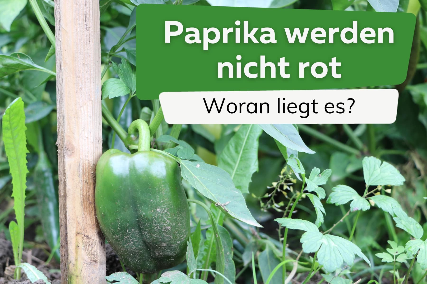 Paprika wird nicht rot