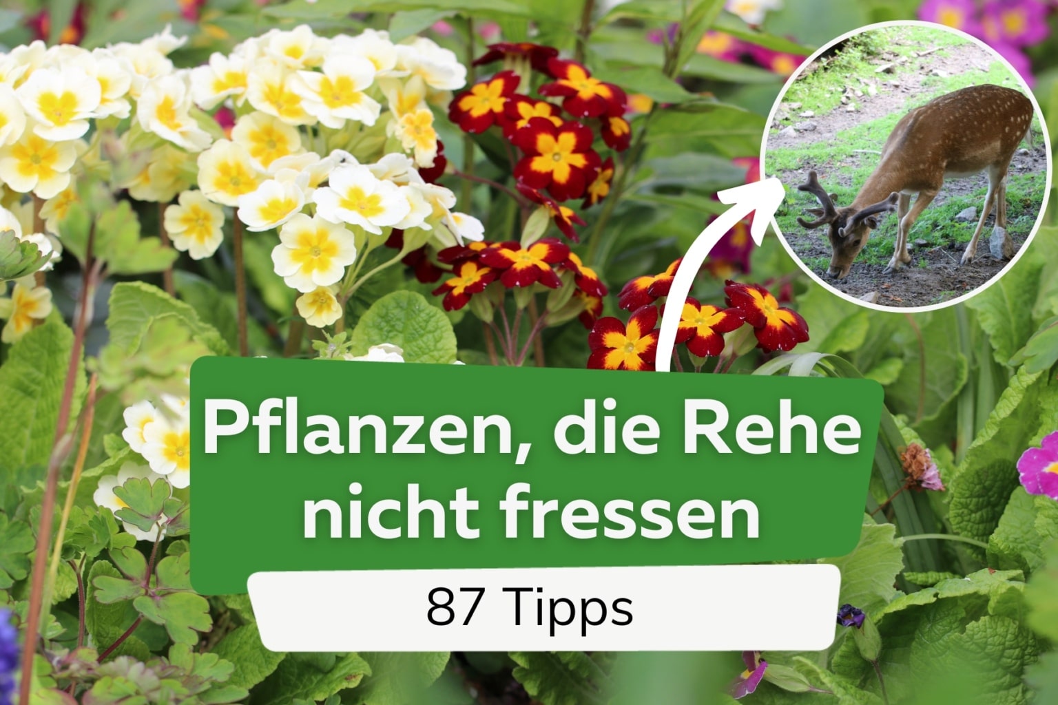 Weigelie schneiden 3 SchritteAnleitung für den perfekten Rückschnitt
