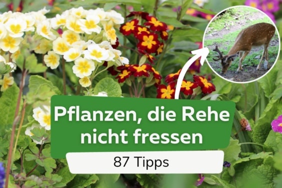 Diese Pflanzen fressen Rehe nicht