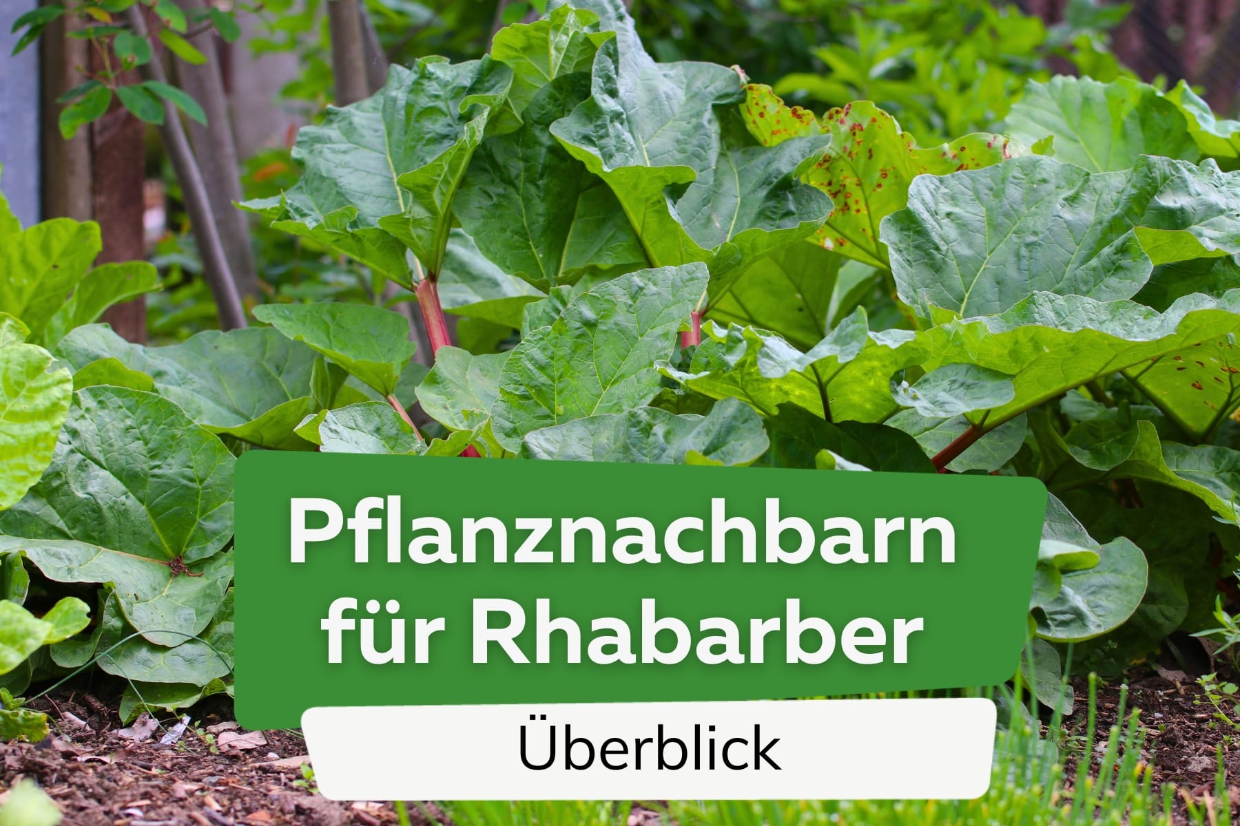 Rhabarber Pflanznachbarn