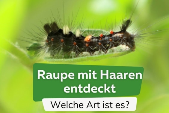 Raupen mit Haaren