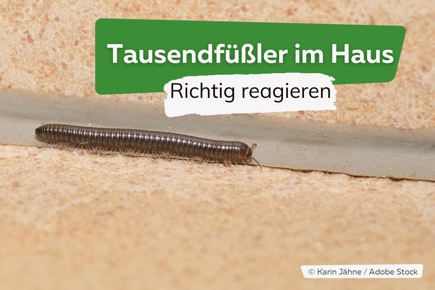 Tausendfüßler in der Wohnung: so reagiert man richtig