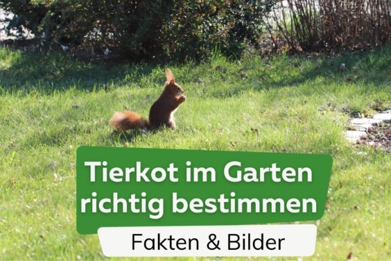 Tierkot im Garten bestimmen