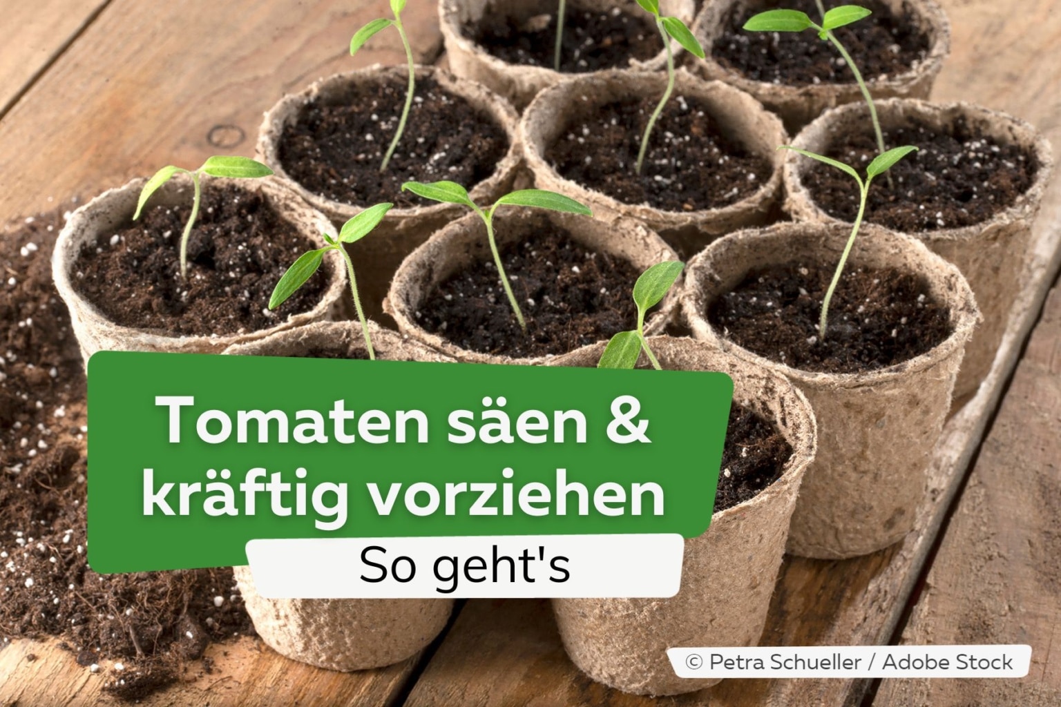 Tomatenerde die beste Erde für Tomaten + Anzuchterde selber mischen