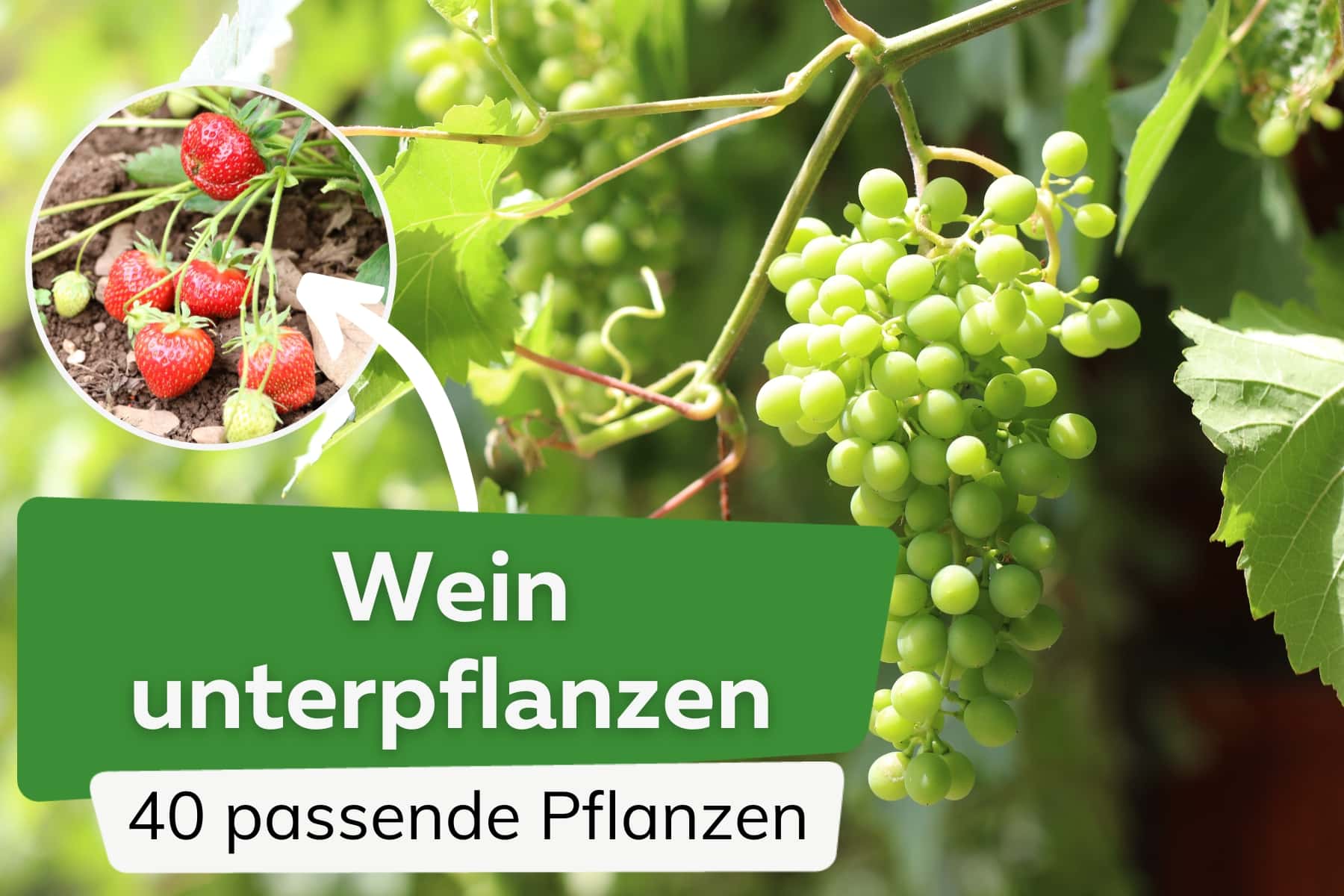 Wein unterpflanzen