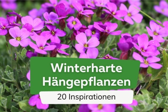 Winterharte Hängepflanzen