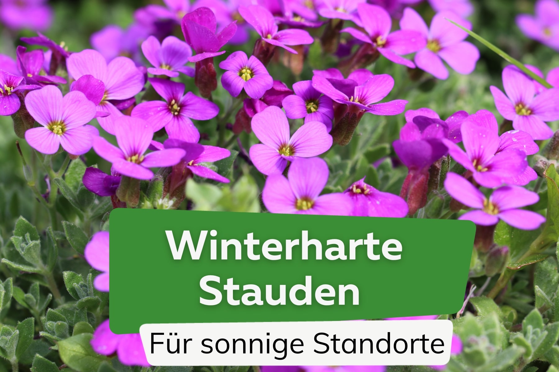 Winterharte Stauden für sonnige Standorte