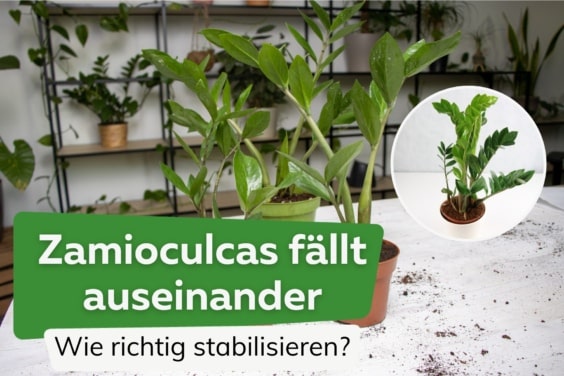 Zamioculas fällt auseinander