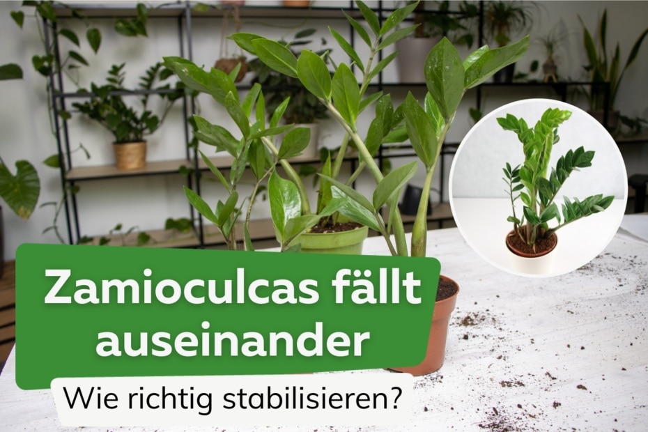 Zamioculcas der perfekte Standort der Glücksfeder