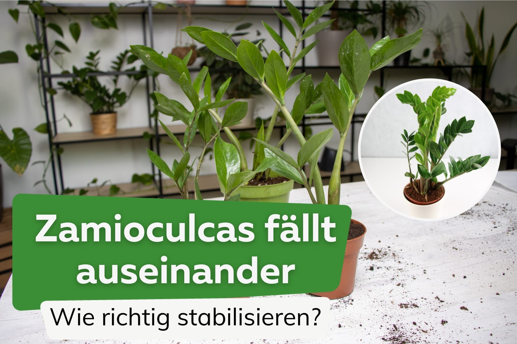 Zamioculas fällt auseinander