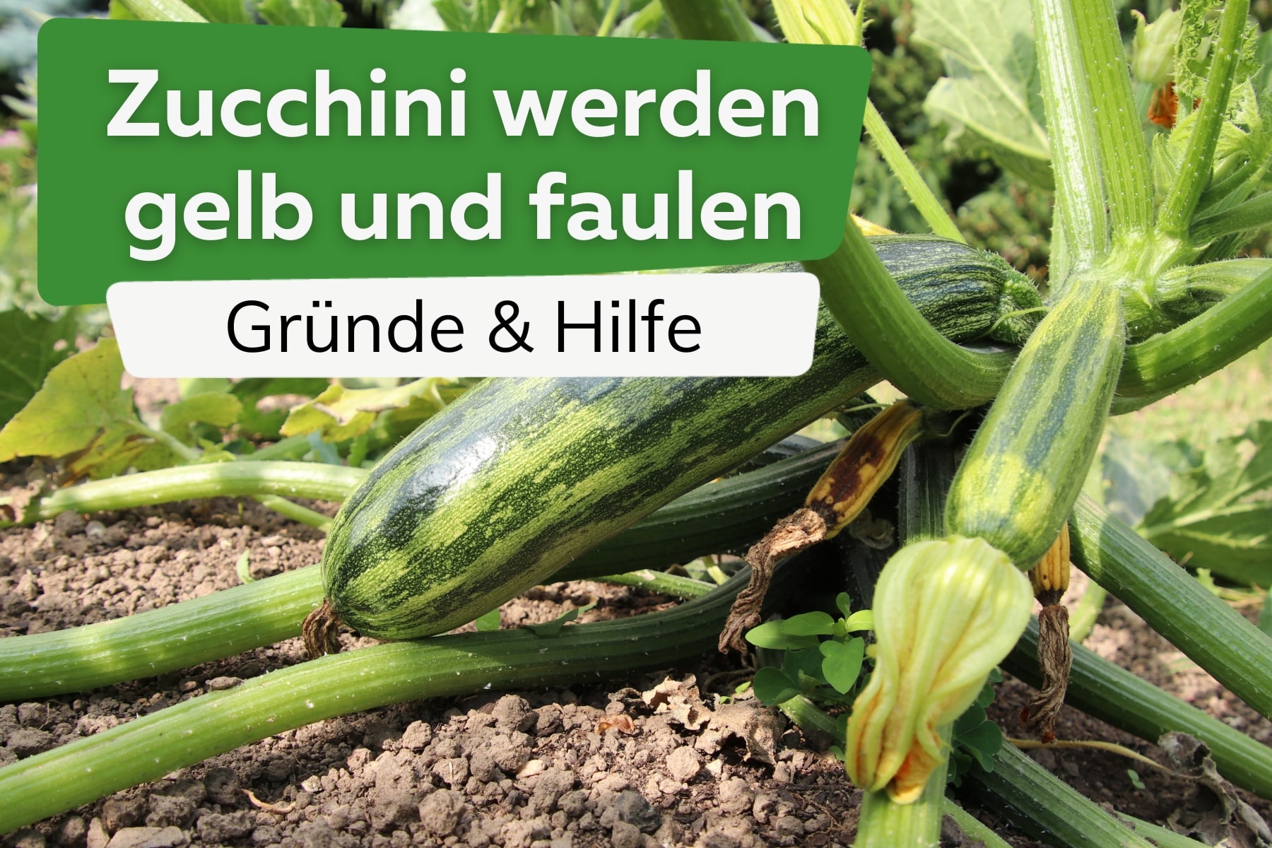 Zucchini werden gelb und faulen