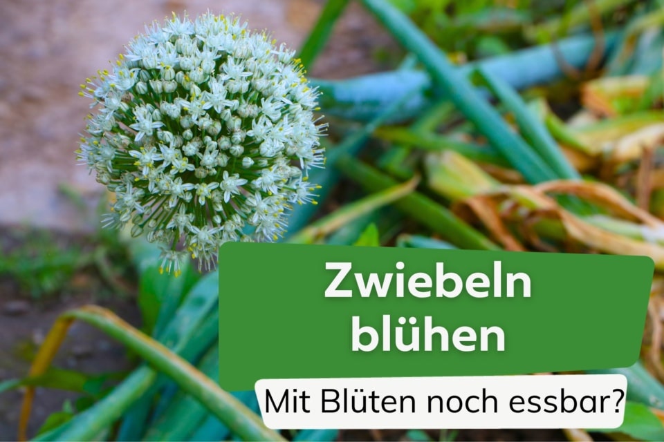 Steckzwiebel Stuttgarter Riesen - wann sollte man Zwiebeln stecken?