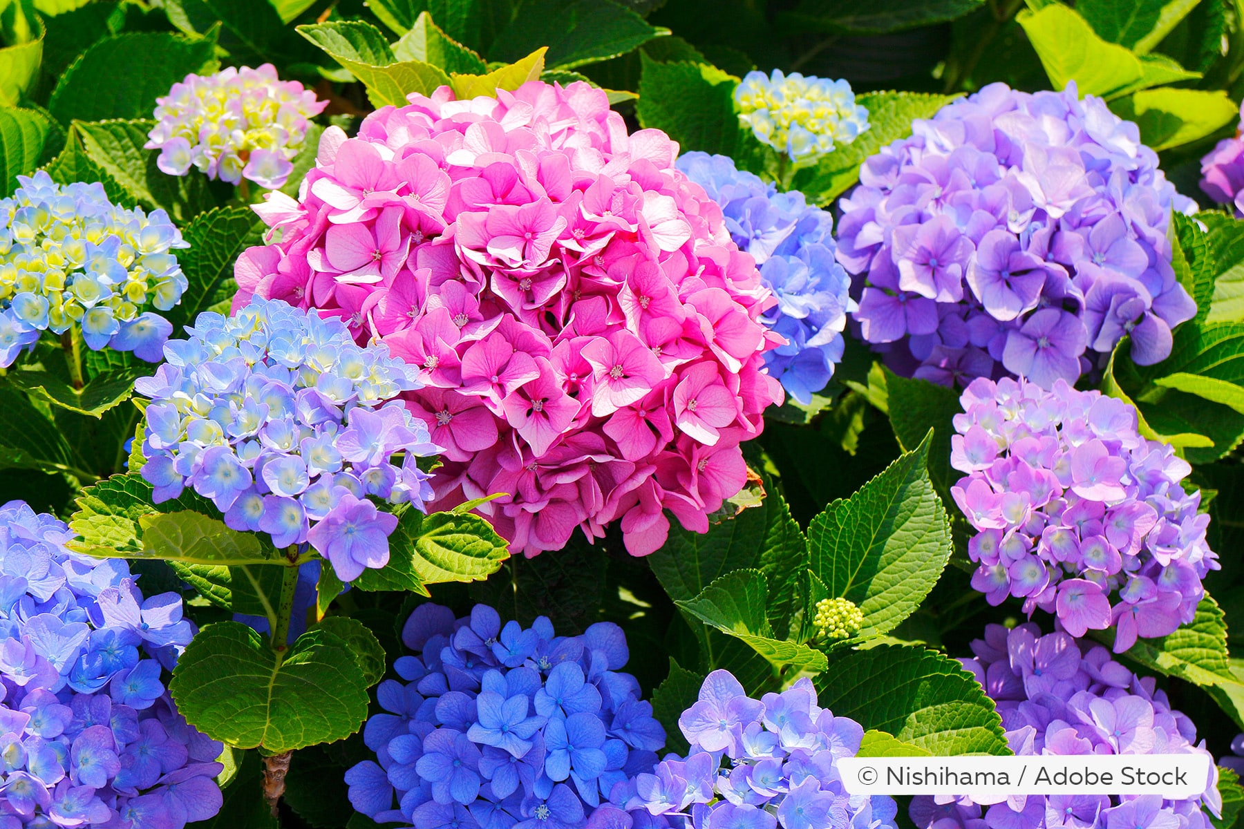 Wie Bekomme Ich Hortensien Wieder Zum Blühen Hortensien: so bleiben oder werden sie wieder blau