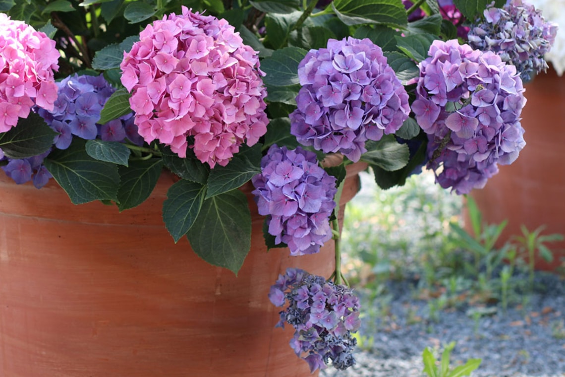 Wie Bekomme Ich Hortensien Wieder Zum Blühen Hortensien: so bleiben oder werden sie wieder blau