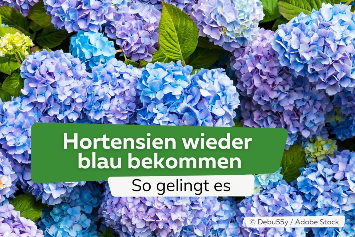 Wie viel Frost vertragen Hortensien im Topf?