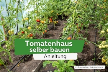 Tomatenhaus selber bauen